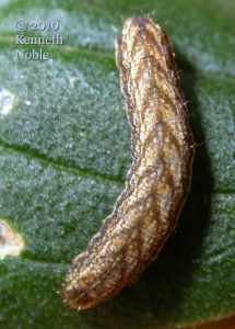 lychnis (Hadena bicruris) larva (probable), Kenneth Noble